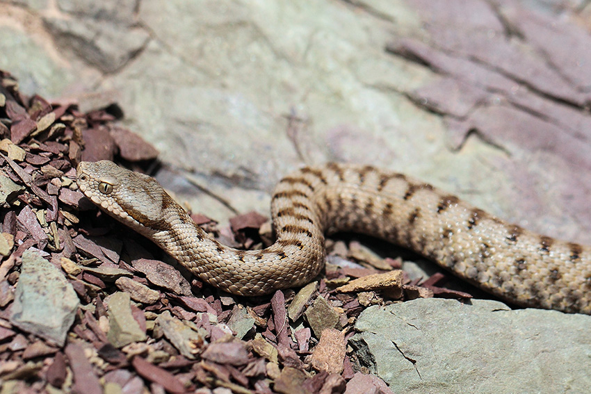 Vipera aspis